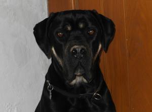Bruno (Ares)