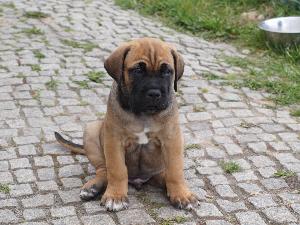 Baron (vergeben)