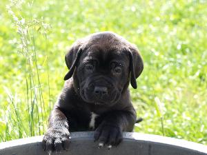 Betty Lou (vergeben)