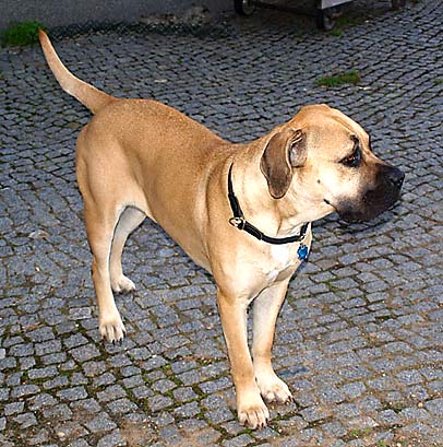 antikdogge2 (50K)