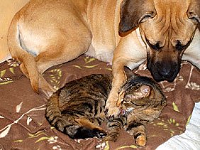 dogge_katze (26K)