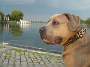 Ivo